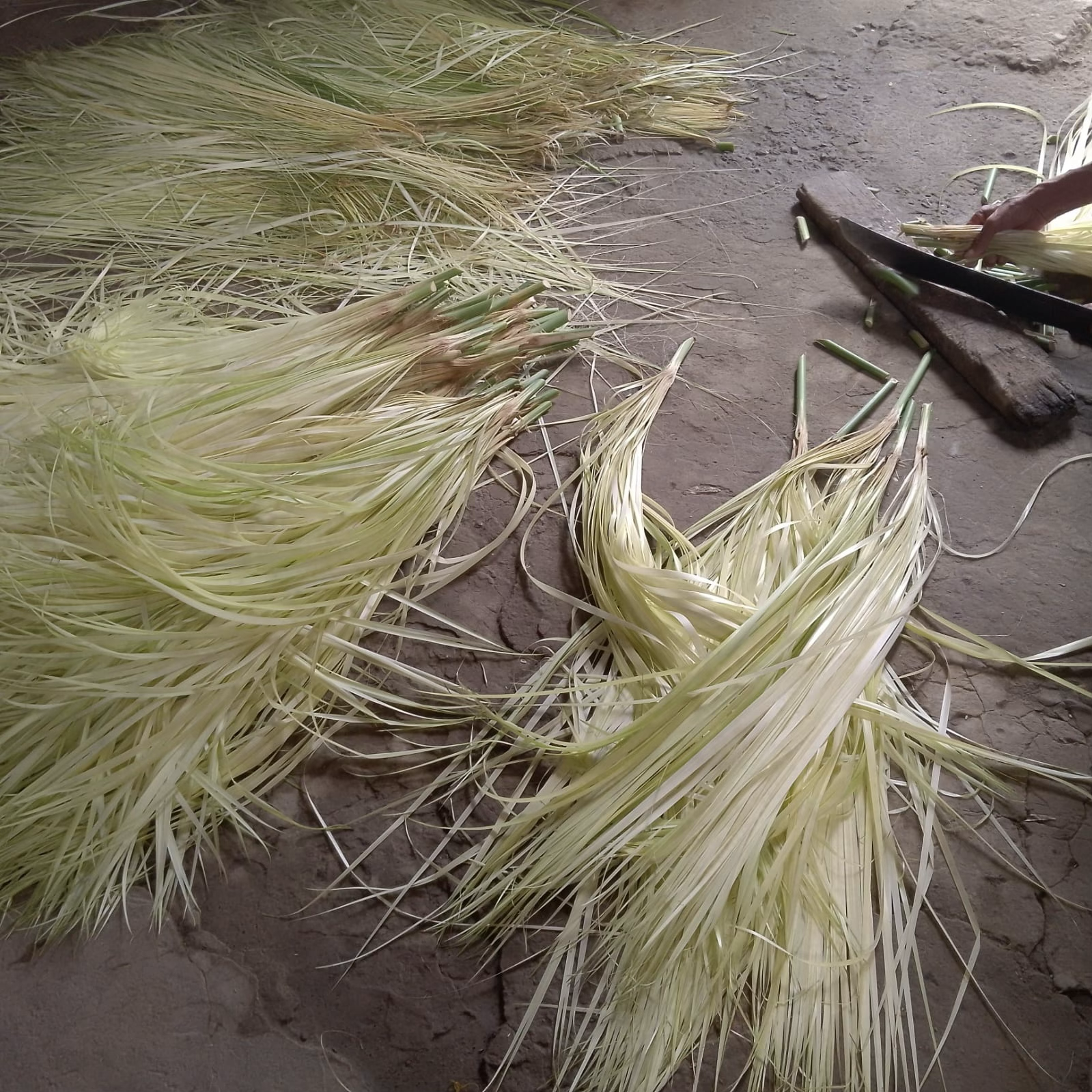 Matière première paille toquilla